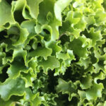 Lechuga italiana