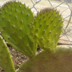 Nopal