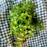 Cilantro