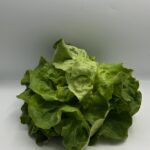 Lechuga francesa (venta por pieza)
