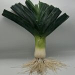 Poro (venta por pieza)