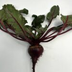 Rábano (venta por pieza)